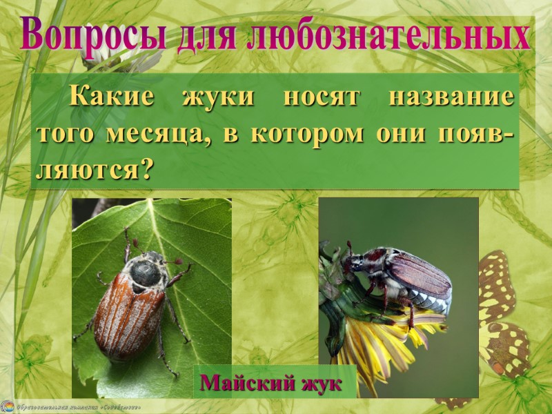 Какие жуки носят название того месяца, в котором они появ-ляются? Майский жук Вопросы для